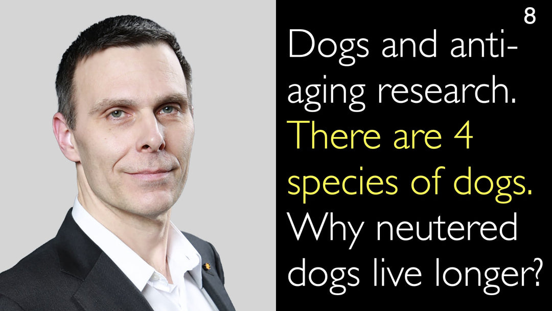 狗与抗衰老研究。犬科动物共包含4个属。为什么绝育的狗寿命更长？8